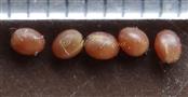  Seeds